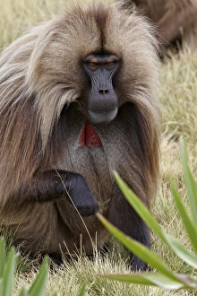 Gelada (Theropithecus gelada) adult male, grazing on grass, Simien Mountains, Ethiopia