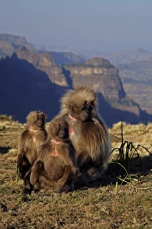 Gelada (Theropithecus gelada) adult male and females, basking in morning sun, Simien Mountains, Ethiopia