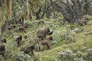 Gelada (Theropithecus gelada) adult male with females and young, leading troop through afro-alpine heathland habitat, Simien Mountains, Ethiopia