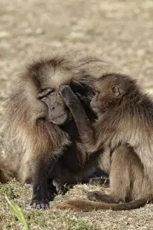 Gelada (Theropithecus gelada) adult male being groomed by female, Simien Mountains, Ethiopia