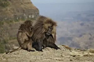 Gelada (Theropithecus gelada) adult male being groomed by female, Simien Mountains, Ethiopia