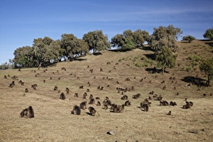 Gelada (Theropithecus gelada) adult males, females and young, troop grooming and grazing on grassy hill