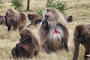 Gelada (Theropithecus gelada) adult males and females, troop grazing on grass, Simien Mountains, Ethiopia
