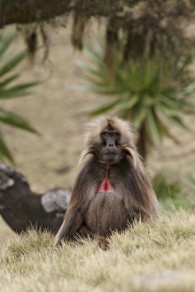 Geladas Prints: Gelada (Theropithecus gelada) immature male, sitting in grass, Simien Mountains, Ethiopia