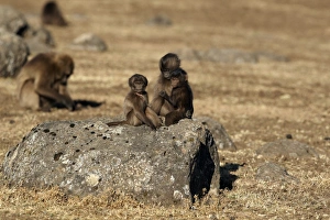 Primates Prints: Gelada (Theropithecus gelada) young