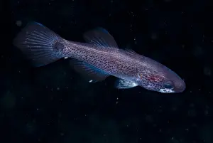 Cardinalfishes Prints: Gelatinous Cardinalfish (Pseudamia gelatinosa) adult