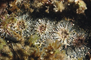 Anemone Prints: Gem Anemone (Bunodactis verrucosa) adults