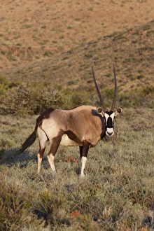 Karoo Prints: Gemsbok (Oryx gazella) adult, standing in grassland