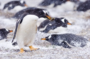 Blizzard Prints: Gentoo Penguin (Pygoscelis papua) adult