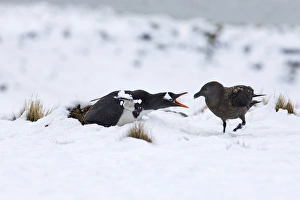Gentoo Penguin (Pygoscelis papua) adult, sitting on nest in sitting on snow, guarding nest from Brown Skua (Stercorarius antarctica), Half Moon Island, South Shetland Islands, Antarctica, november