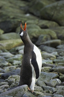 Penguin Prints: Gentoo Penguin (Pygoscelis papua) adult