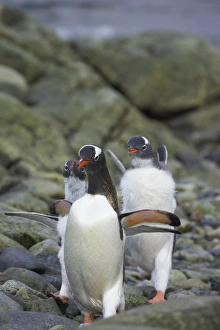 Gentoo Penguin (Pygoscelis papua) adult, being chased by mature chicks for food, Ronge Island, Antarctic Peninsula, Antarctica