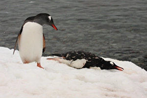 Gentoo Penguin (Pygoscelis papua) adult, mourning dead adult on snow, Danco Island, Antarctic Peninsula, Antarctica, december