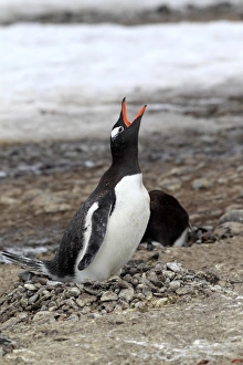 Sitting Prints: Gentoo Penguin (Pygoscelis papua) adult