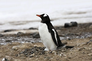 Gentoo Penguin (Pygoscelis papua) adult, incubating egg on nest in nesting colony, Half Moon Island