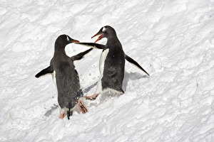 Christmas Prints: Gentoo Penguin (Pygoscelis papua) two adults, fighting in snow, South Georgia
