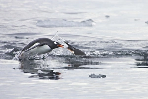 Jump Prints: Gentoo Penguin (Pygoscelis papua) adults