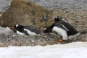 Gentoo Penguin (Pygoscelis papua) adults, adding stone to nest in nesting colony, Half Moon Island