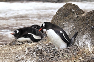Gentoo Penguin (Pygoscelis papua) adults, incubating egg on nest in nesting colony, Half Moon Island