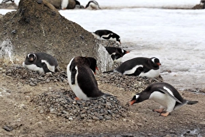 Gentoo Penguin (Pygoscelis papua) adults, adding stone to nest in nesting colony, Half Moon Island