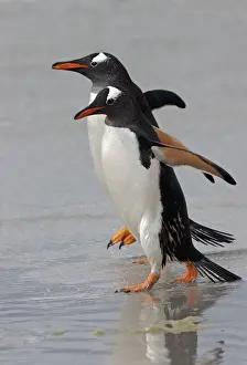 Anniversary Prints: Gentoo Penguin (Pygoscelis papua) Adults walking on the edge of the tide - Falkland Islands