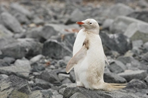 Pale Prints: Gentoo Penguin (Pygoscelis papua) albino