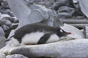 Laying Prints: Gentoo Penguin (Pygoscelis papua) chick