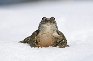 Caucasus Prints: Georgian Marsh Frog (Rana camerani) adult male