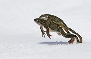 Jump Prints: Georgian Marsh Frog (Rana camerani) adult pair