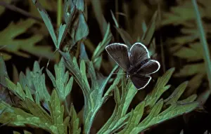Aanimal Prints: Geranium Argus (Eumedonia eumedon) Male / upper wing