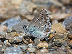 Drinking Prints: Geranium Argus (Plebejus eumedon) adult