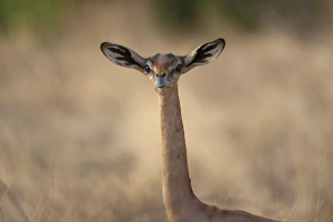Kenyan Prints: Gerenuk (Litocranius walleri) adult female