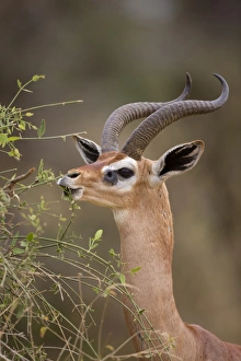 Kenyan Prints: Gerenuk (Litocranius walleri) adult male
