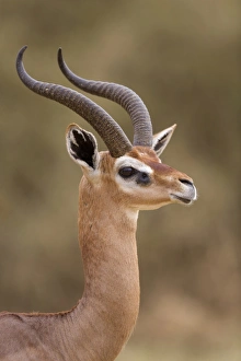 Gerenuk (Litocranius walleri) adult male, close-up of head and neck, Samburu National Reserve, Kenya, August