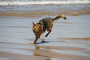 Running Prints: German Shepherd dog running on beach with ball