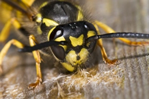 Boardwalks Prints: German Wasp (Vespula germanica) adult