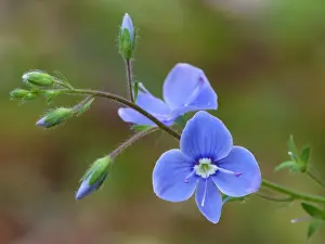 Germander Speedwell (Veronica chamaedrys) close-up of flowers and flowerbuds, Dolomites, Italian Alps, Italy, June