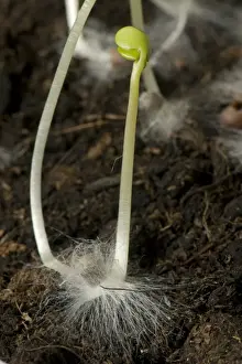 Growth Prints: A germinating cabbage seed with cotyledons and root with root hairs on soil