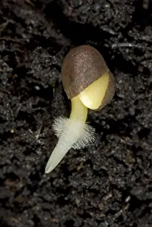 A germinating cabbage seed with root developing with root hairs on soil