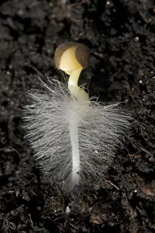 A germinating cabbage seed with root developing with root hairs on soil