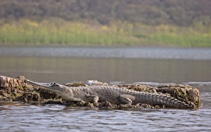 Rajasthan Prints: Gharial (Gavialis gangeticus) adult