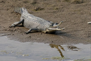 Crocodiles Prints: Gharial (Gavialis gangeticus) adult
