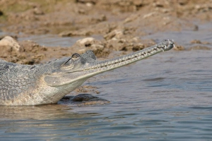 Critically Endangered Prints: Gharial (Gavialis gangeticus) adult female
