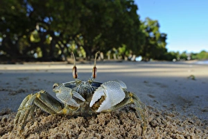 Decapoda Prints: Ghost Crab (Ocypode sp. ) adult, on beach habitat, Nosy Be, Madagascar