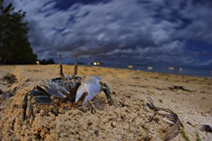 Decapoda Prints: Ghost Crab (Ocypode sp. ) adult, on beach habitat at dusk, Nosy Be, Madagascar