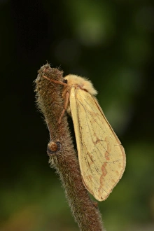 Oxfordshire Prints: Ghost Moth (Hepialus humuli) adult female, resting on twig, Oxfordshire, England, July