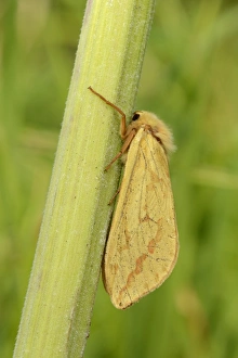 Ghost Moth (Hepialus humuli) adult female, resting on stem, Oxfordshire, England, July