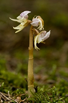 Floor Prints: Ghost Orchid (Epipogium aphyllum) flowering
