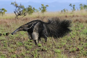 Vulnerable Prints: Giant Anteater (Myrmecophaga tridactyla) adult, running in open savannah, Rupununi, Guyana