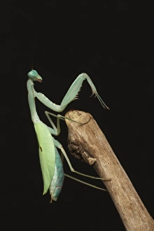 Praying Prints: Giant Asian Mantis (Hierodula membranacea) adult, praying on branch (captive)